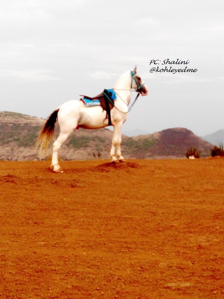 Friday Reflections Prompt kohleyedme.com