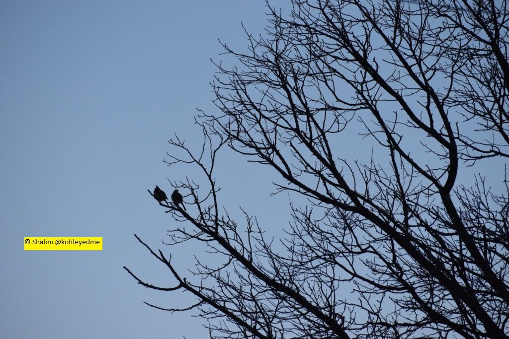 Friday Reflections kohleyedme.com