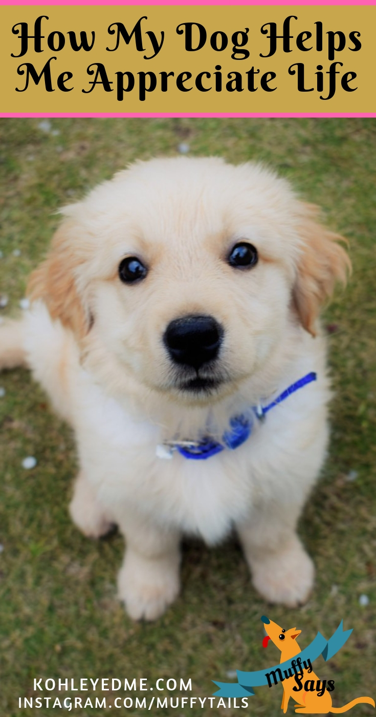 How my dog helps me appreciate life pin