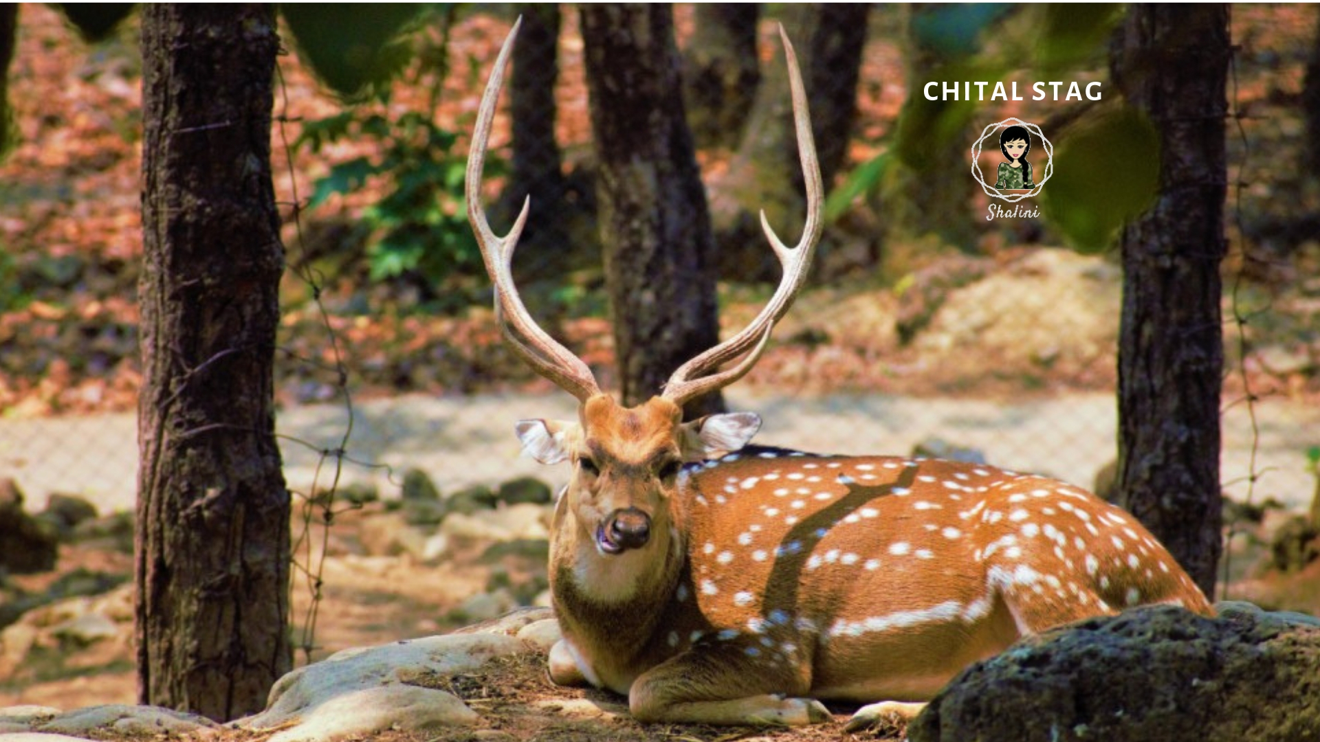 Chital deer fauna uttarakhand garhwal kohleyedme.com