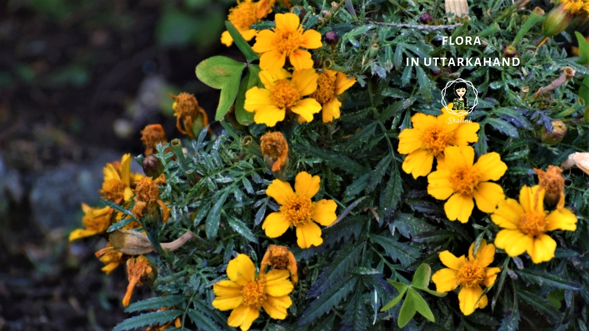 flora in uttarakhand 