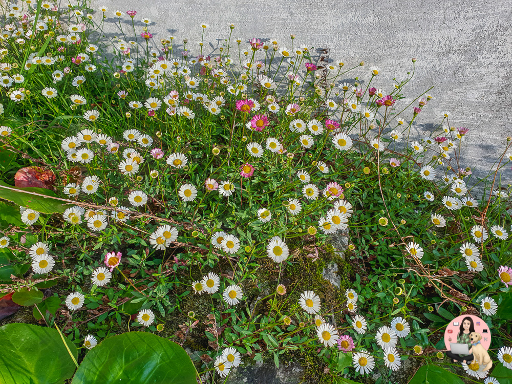 Flowers in Narayan Ashram