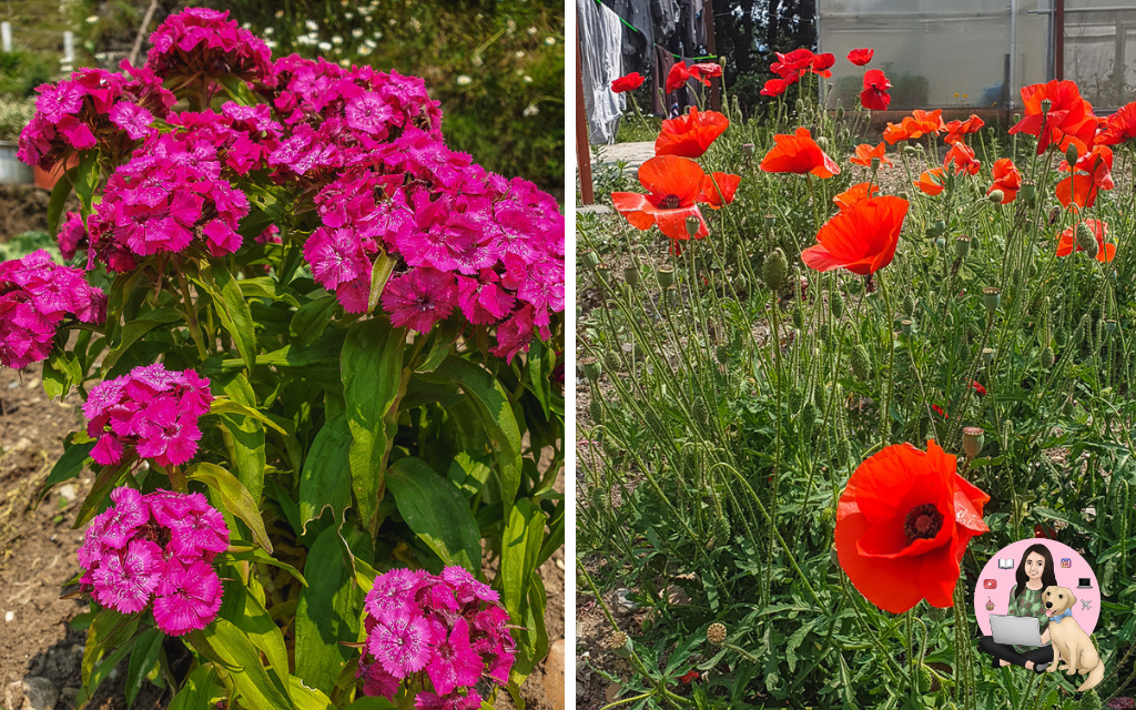 Flowers in Narayan Ashram